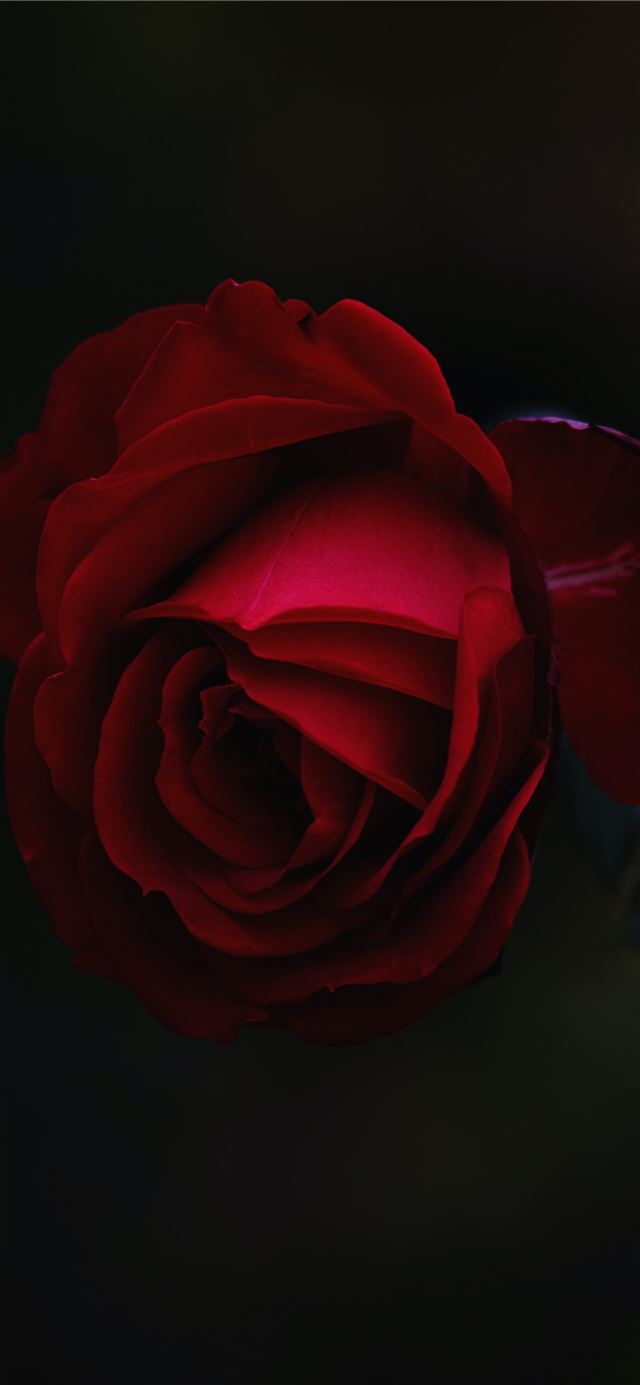 red rose flower iPhone 12 wallpaper 