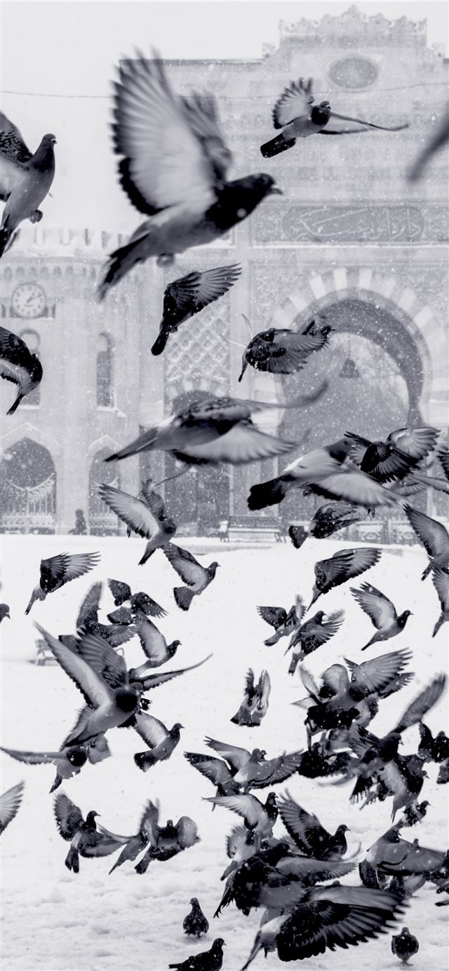 pigeons flying above snow covered field iPhone 12 wallpaper 