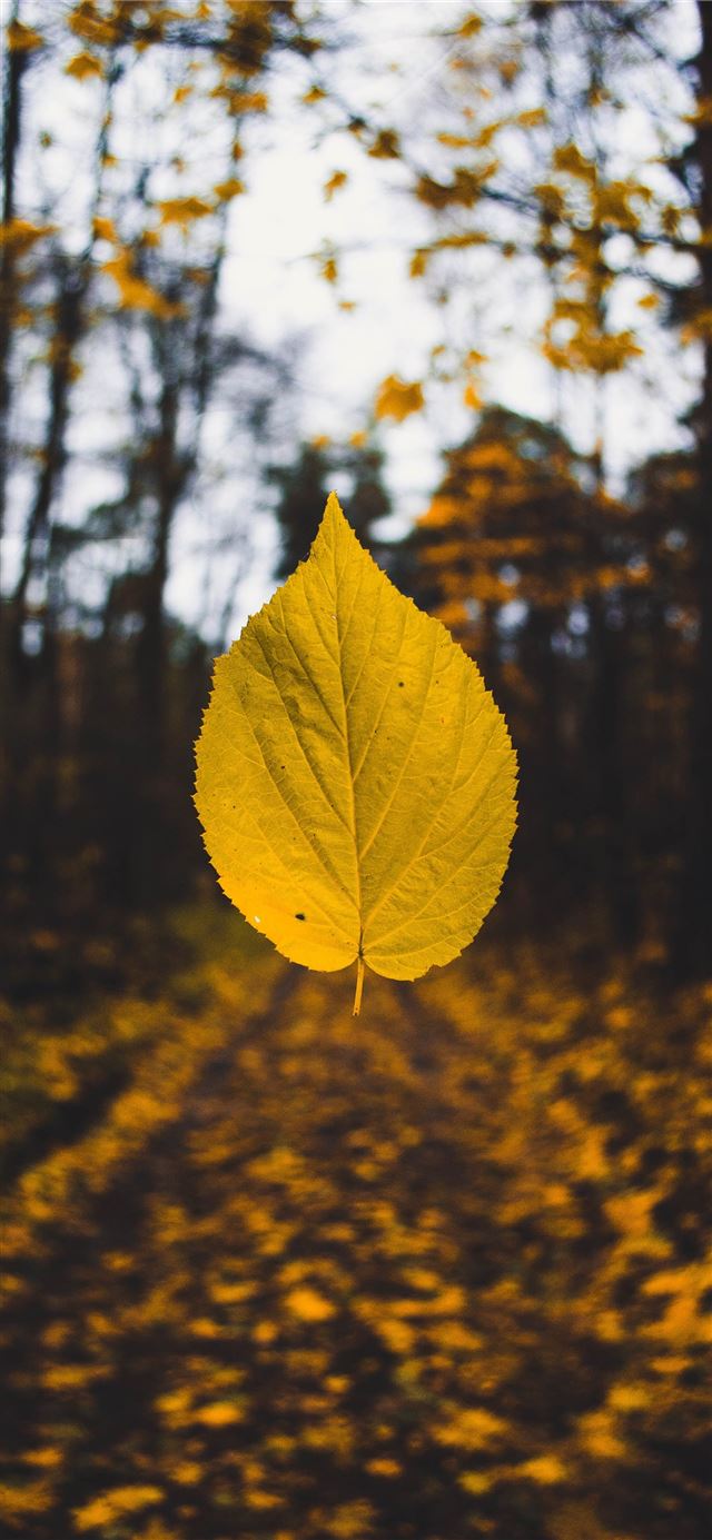 yellow leaf iPhone 12 wallpaper 
