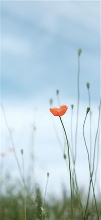 selective photo of petaled flower wallpaper