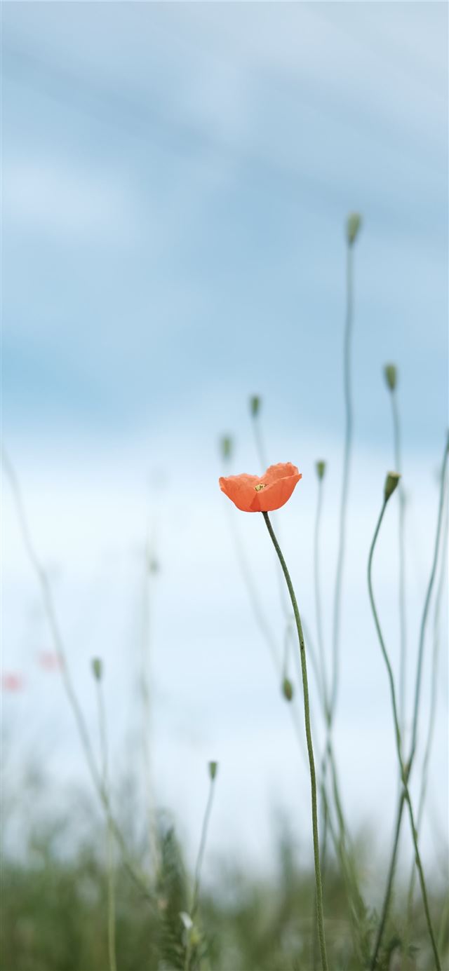 selective photo of petaled flower iPhone 12 wallpaper 