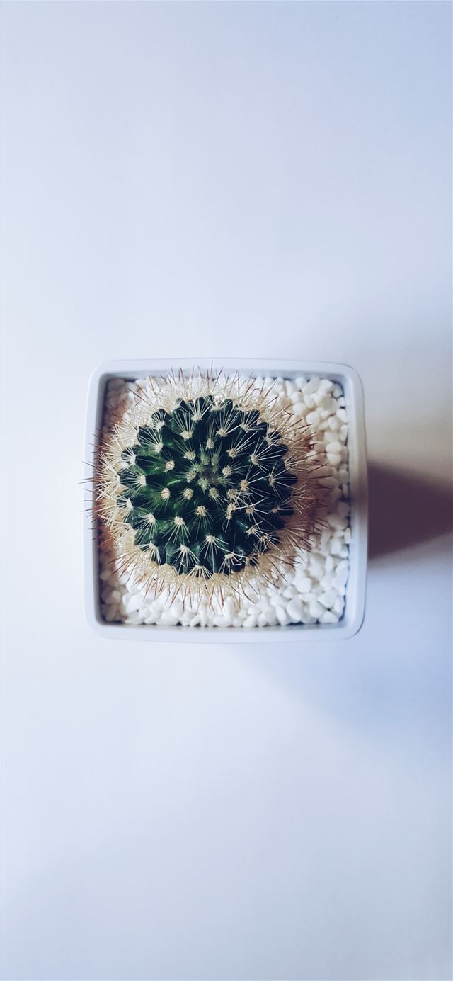 cactus succulent plant on white vase iPhone 12 wallpaper 