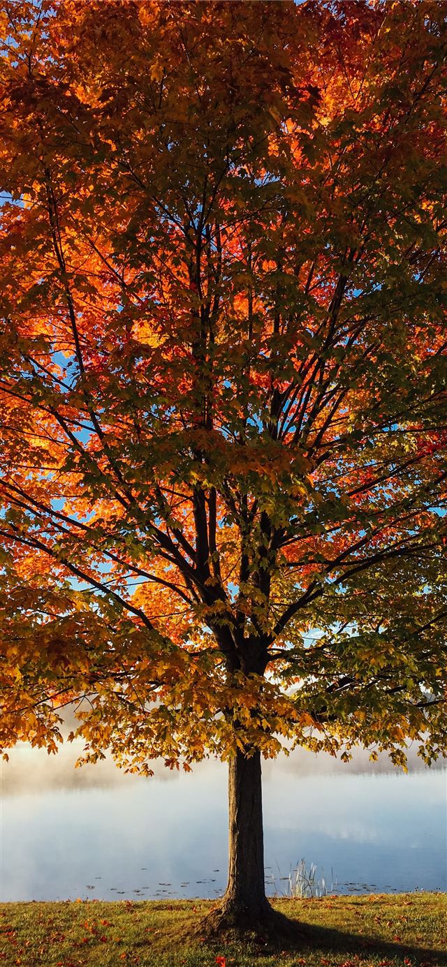 red and brown leafy tree at daytime iPhone 12 wallpaper 