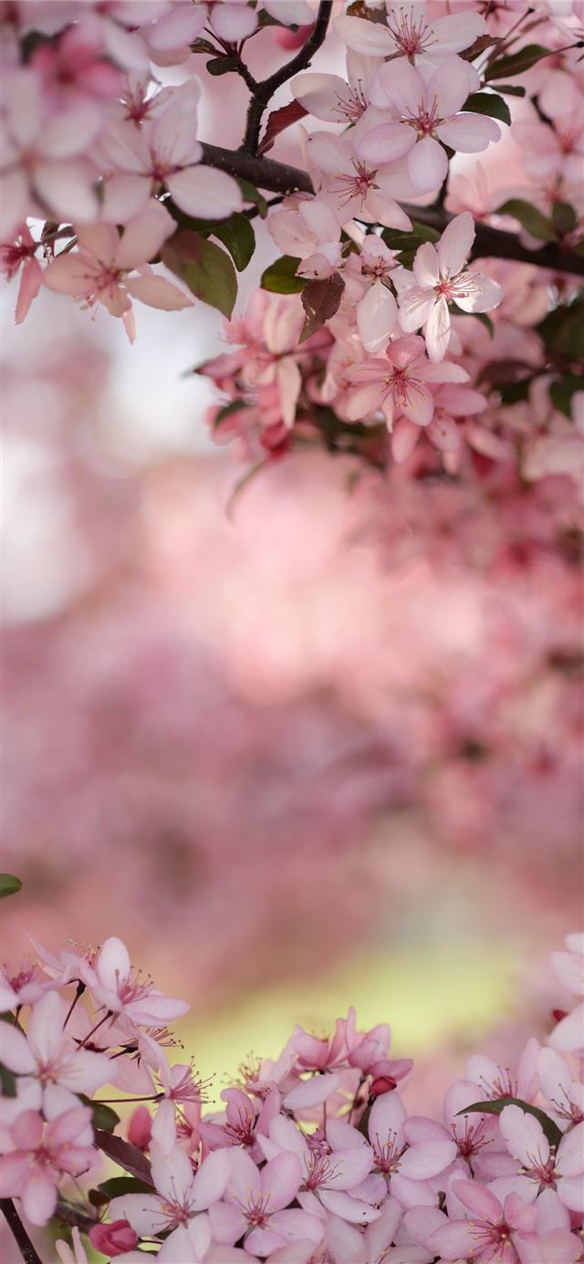 selective focus photography of cherry blossoms iPhone 12 wallpaper 