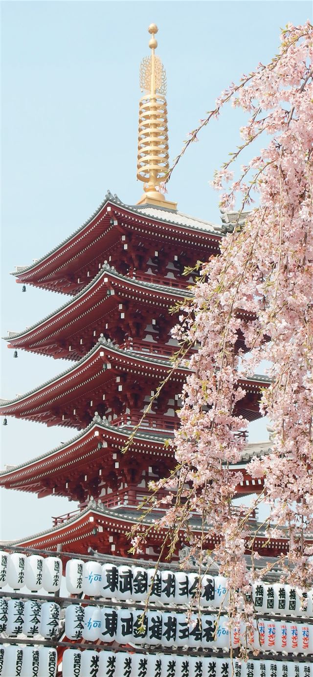 brown and gold pagoda near cherry blossom iPhone 12 wallpaper 