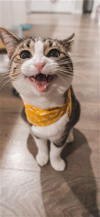 brown tabby cat wallpaper