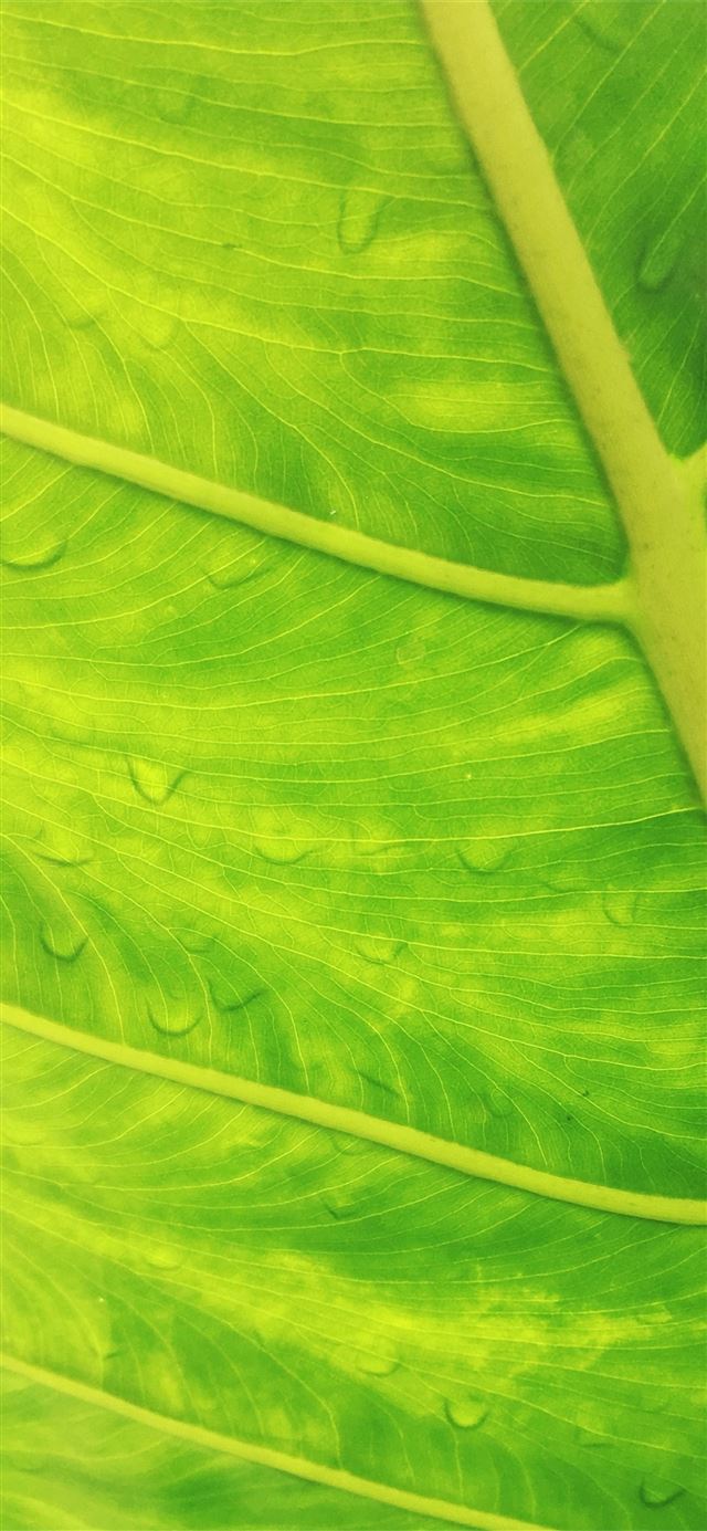 water dew on green leaf iPhone 12 wallpaper 