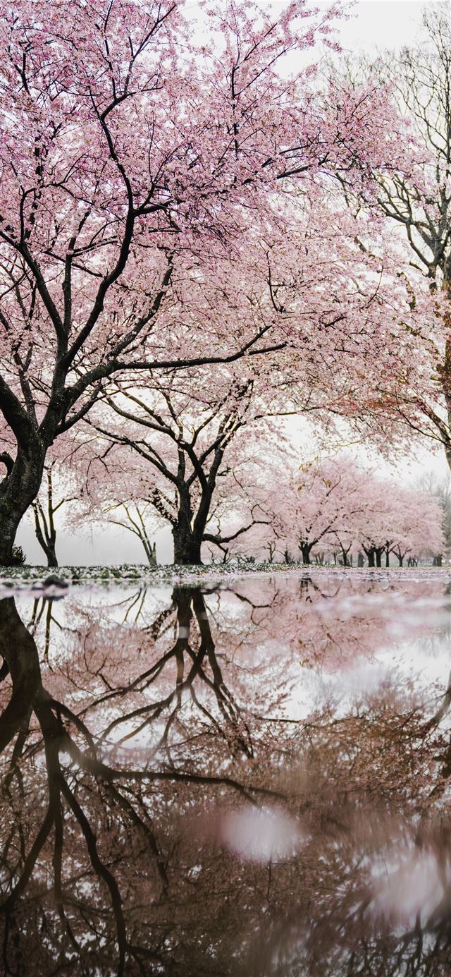 cherry blossom trees near river iPhone 12 wallpaper 