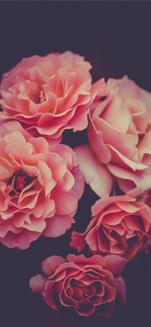 pink flowers iPhone 12 wallpaper 