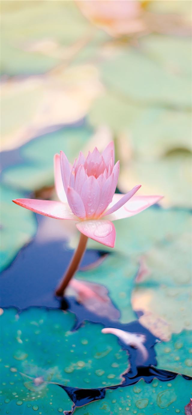 close up photo of water lily flower iPhone 12 wallpaper 