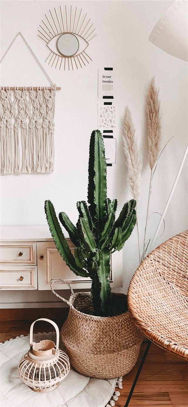 green cactus plant in room iPhone 12 wallpaper 