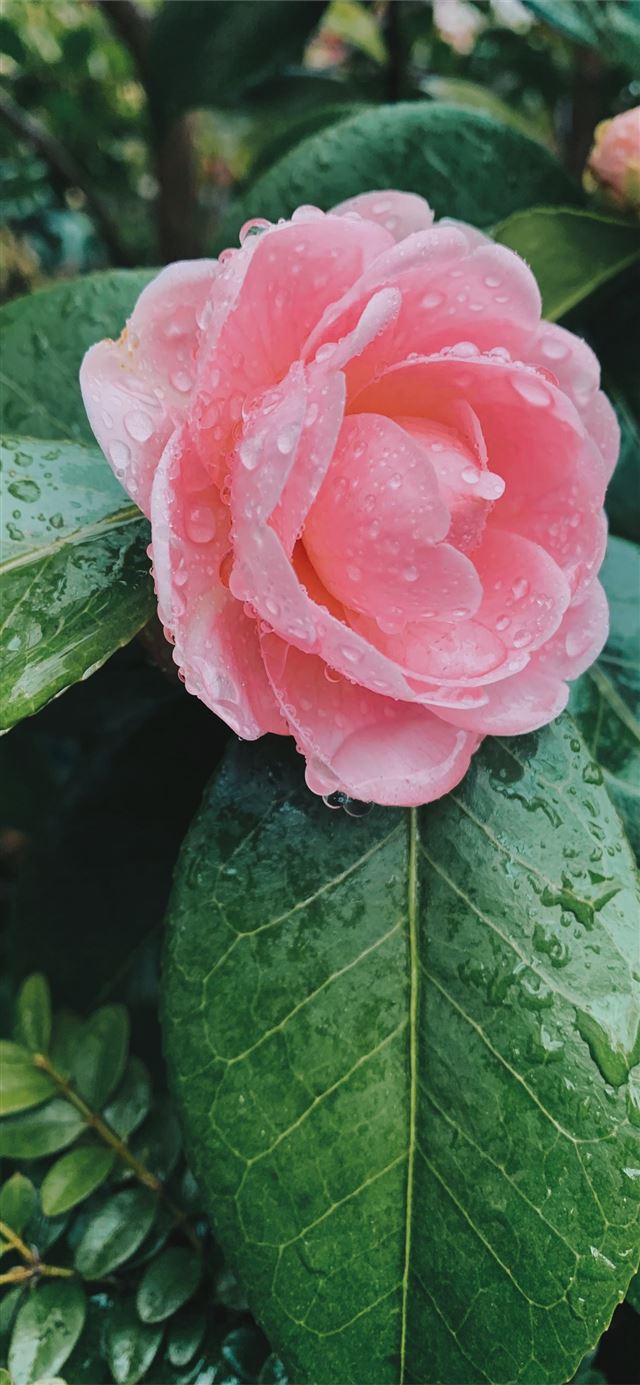 pink flower in bloom iPhone 12 wallpaper 