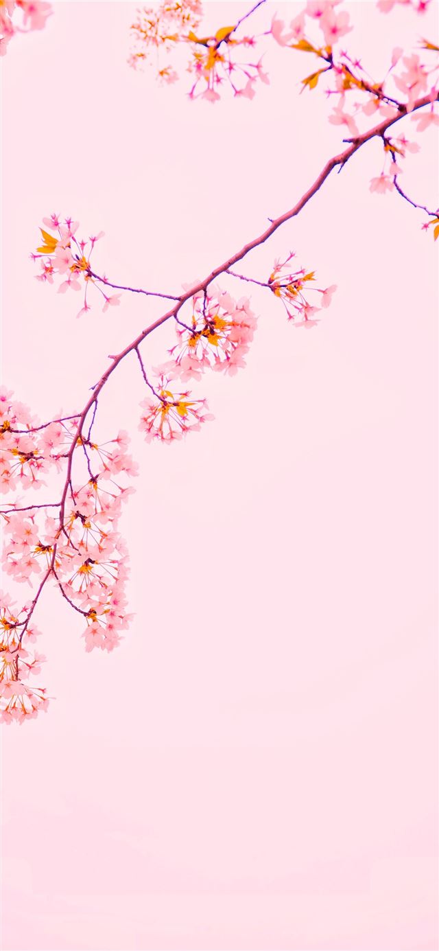 pink sakura tree iPhone 12 wallpaper 