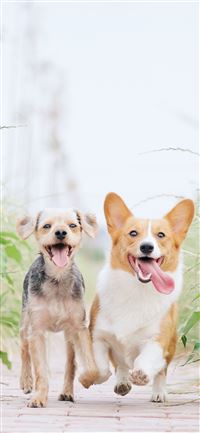 white and brown corgi besides brown dog wallpaper