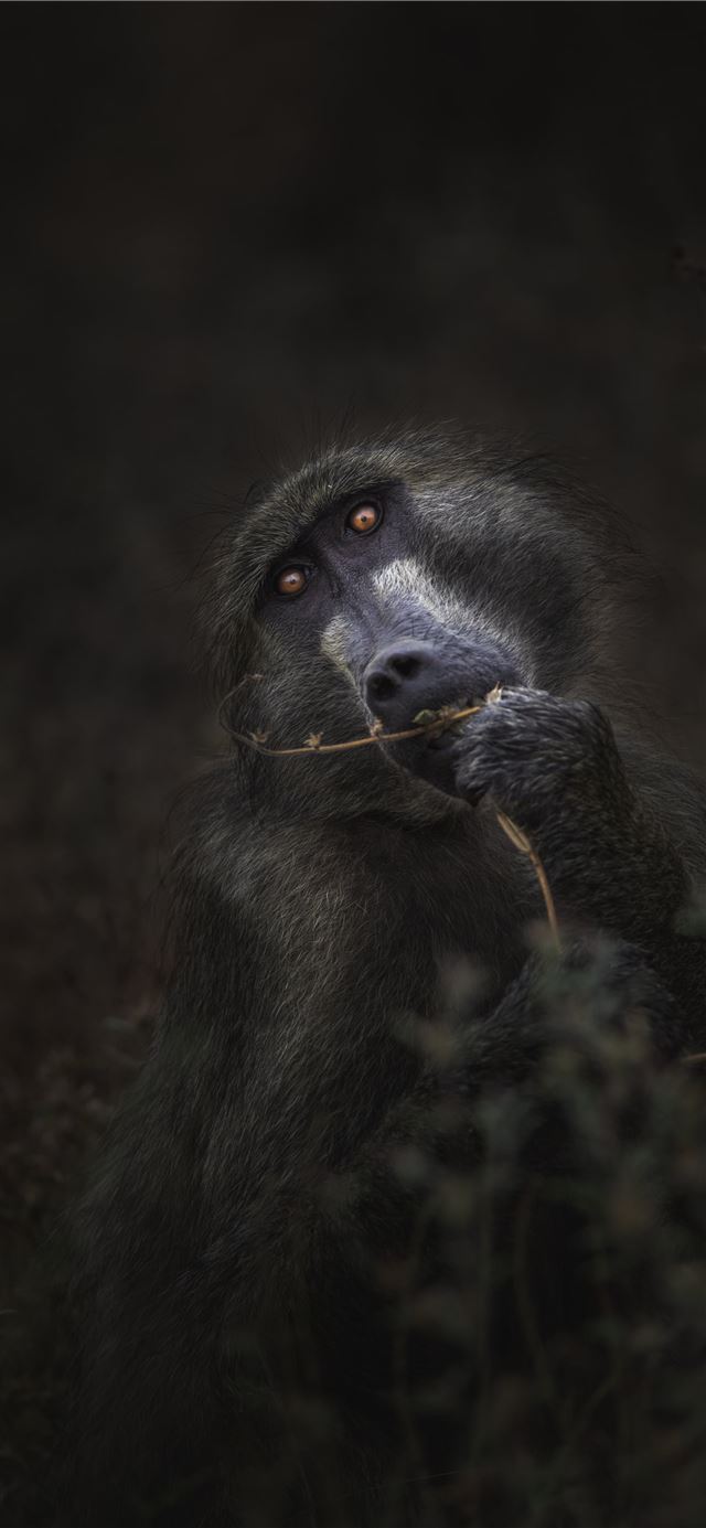 grayscale photography of monkey iPhone 12 wallpaper 