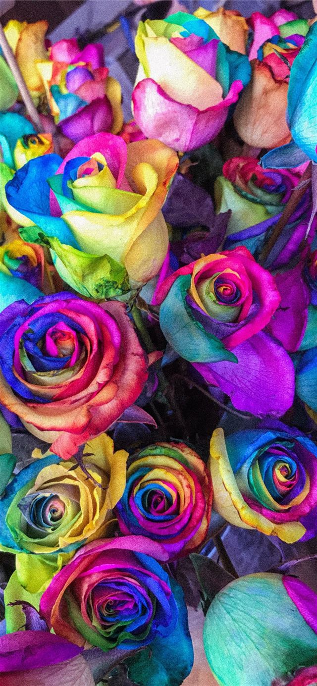 closeup of multicolored petaled roses iPhone 12 wallpaper 