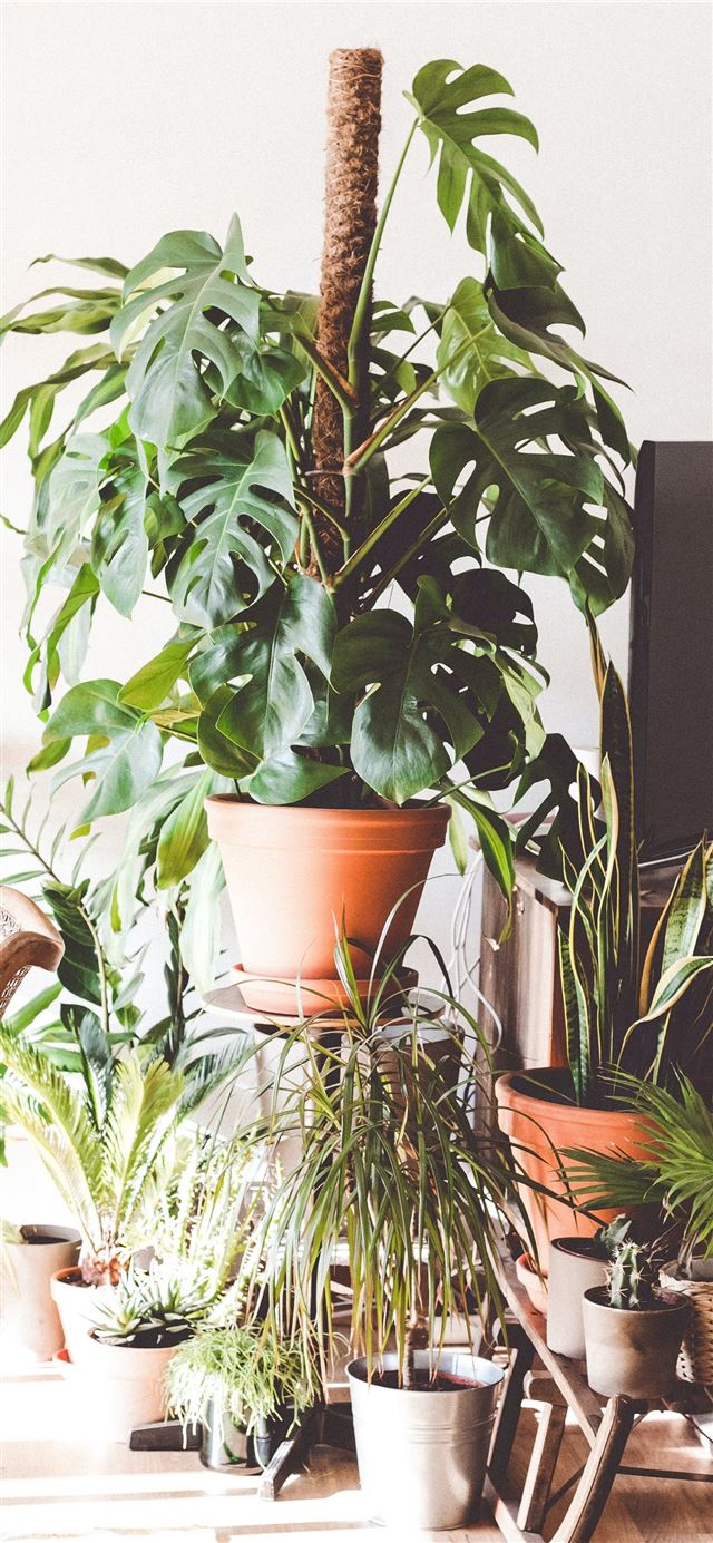 green plants between armchair and flat screen TV iPhone 12 wallpaper 