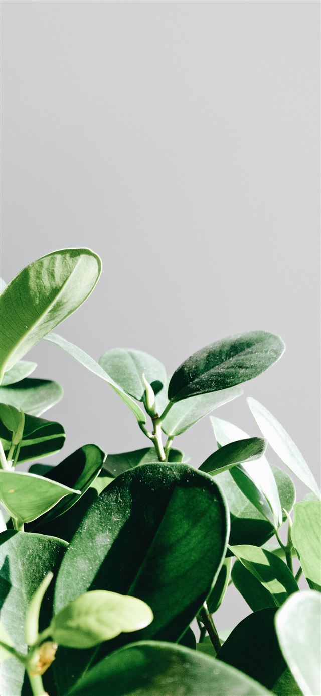 green leaf plant iPhone 12 wallpaper 