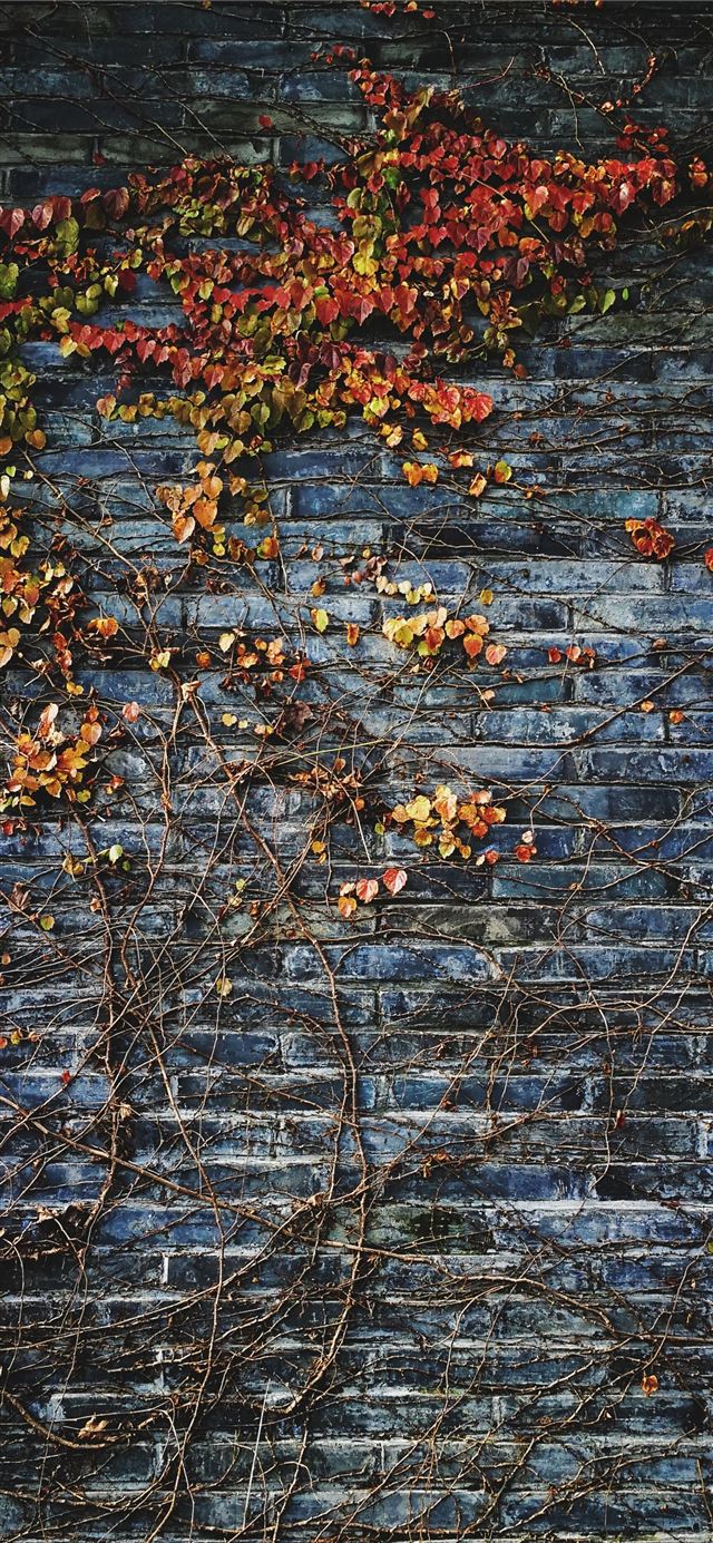 green leafed plant on wall iPhone 12 wallpaper 
