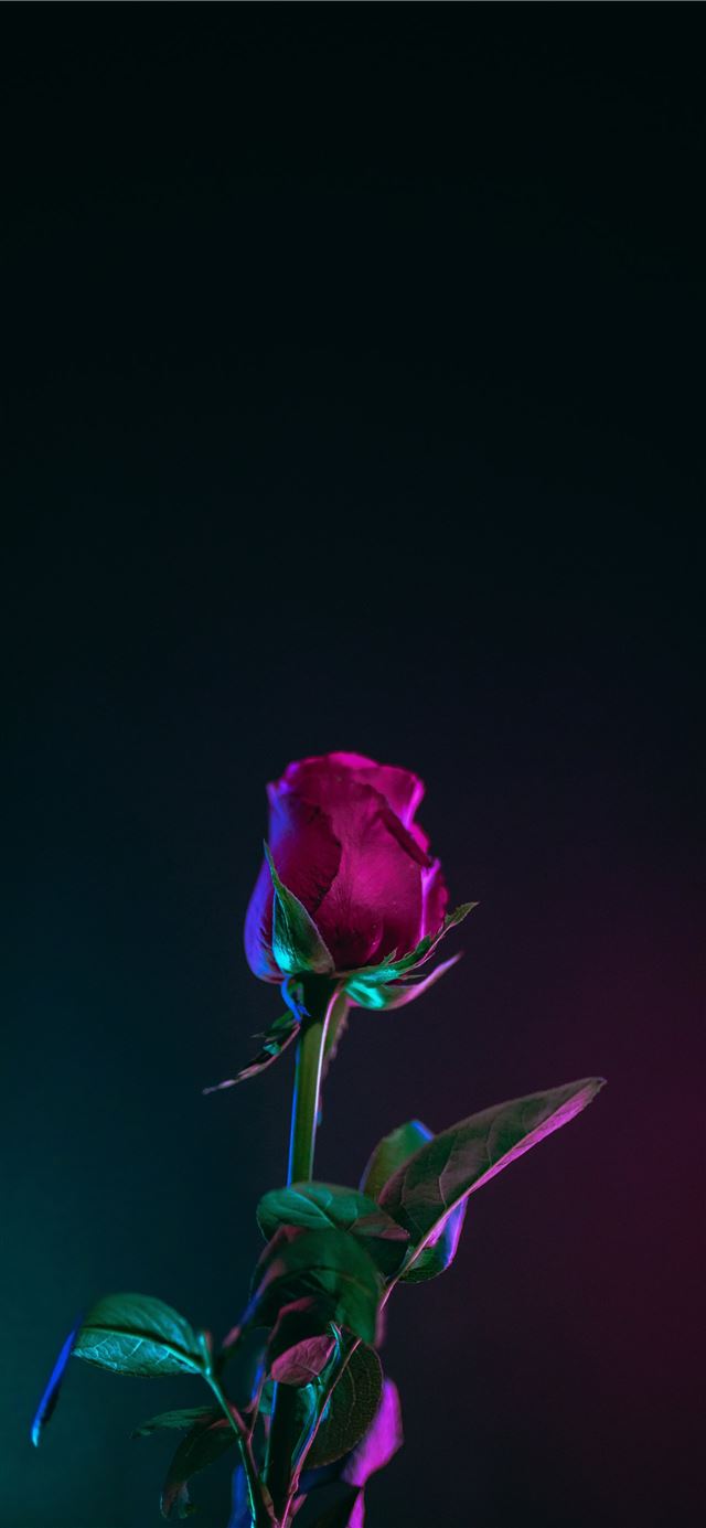 red rose flower photo in dark surface iPhone 12 wallpaper 
