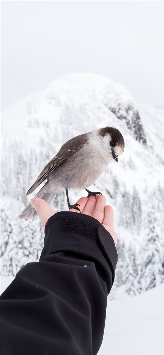 brown and white bird standing on left hand of pers... iPhone 12 wallpaper 