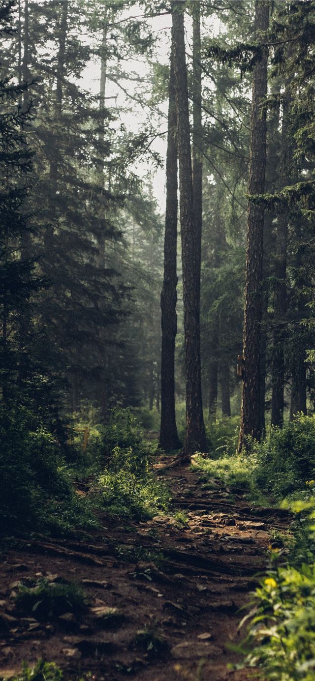 Forest during daytime iPhone 12 wallpaper 