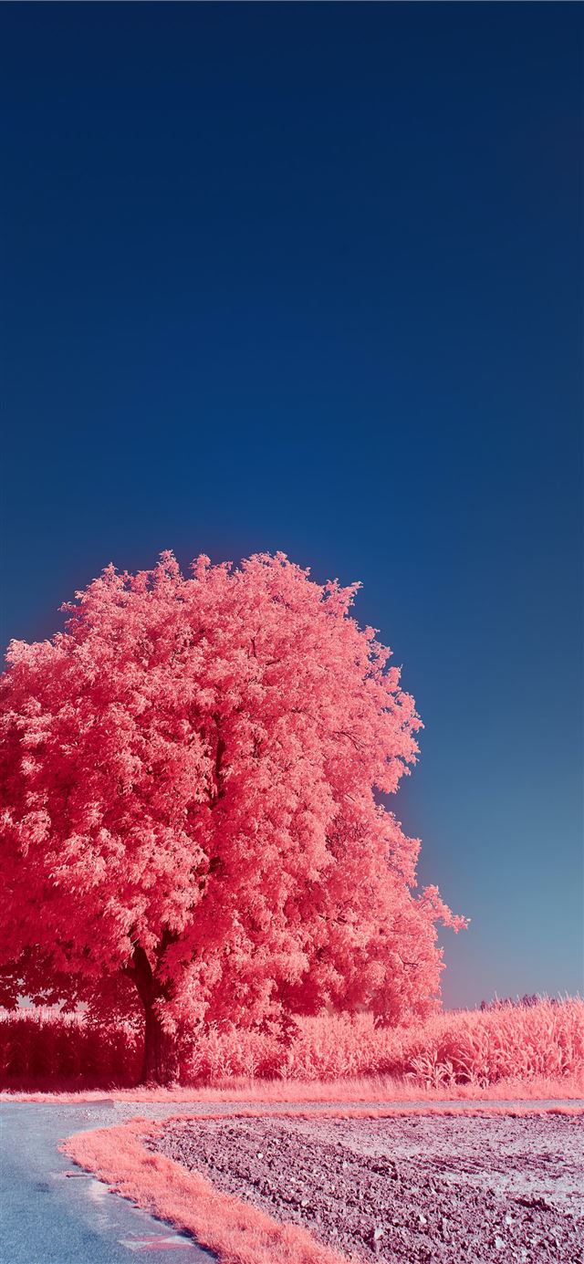 pink and white trees under blue sky during daytime iPhone 12 wallpaper 