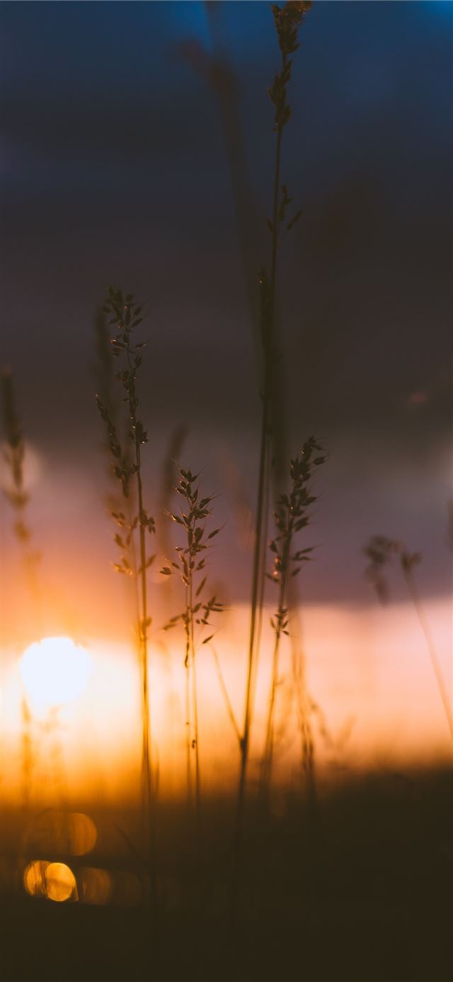 silhouette of grass under cloudy sky during orange... iPhone 12 wallpaper 