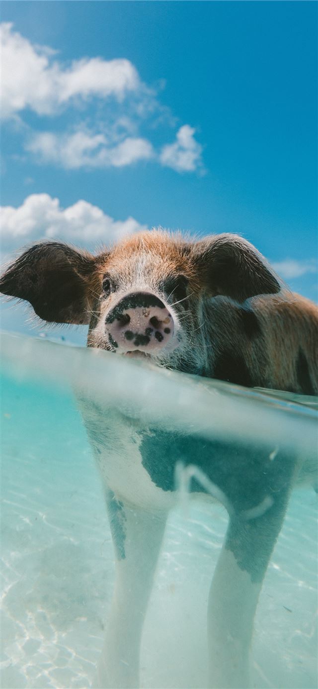 pig walking on body of water during day iPhone 12 wallpaper 