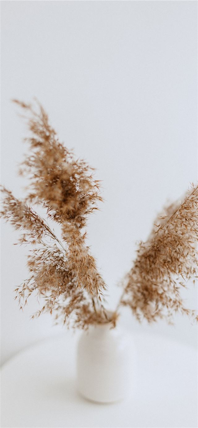 brown decorative plant in white vase iPhone 12 wallpaper 