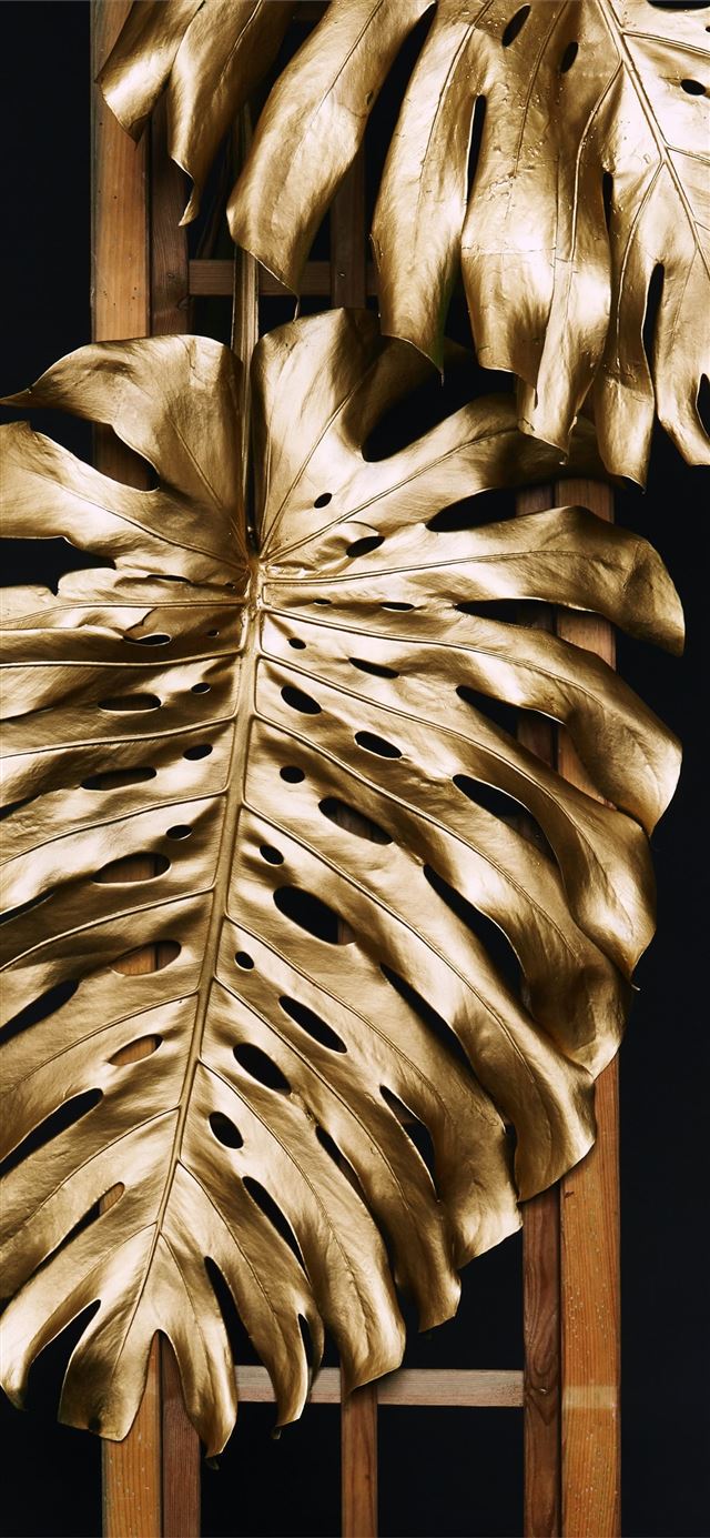 closeup photo of brown leaf near brown wooden fram... iPhone 12 wallpaper 