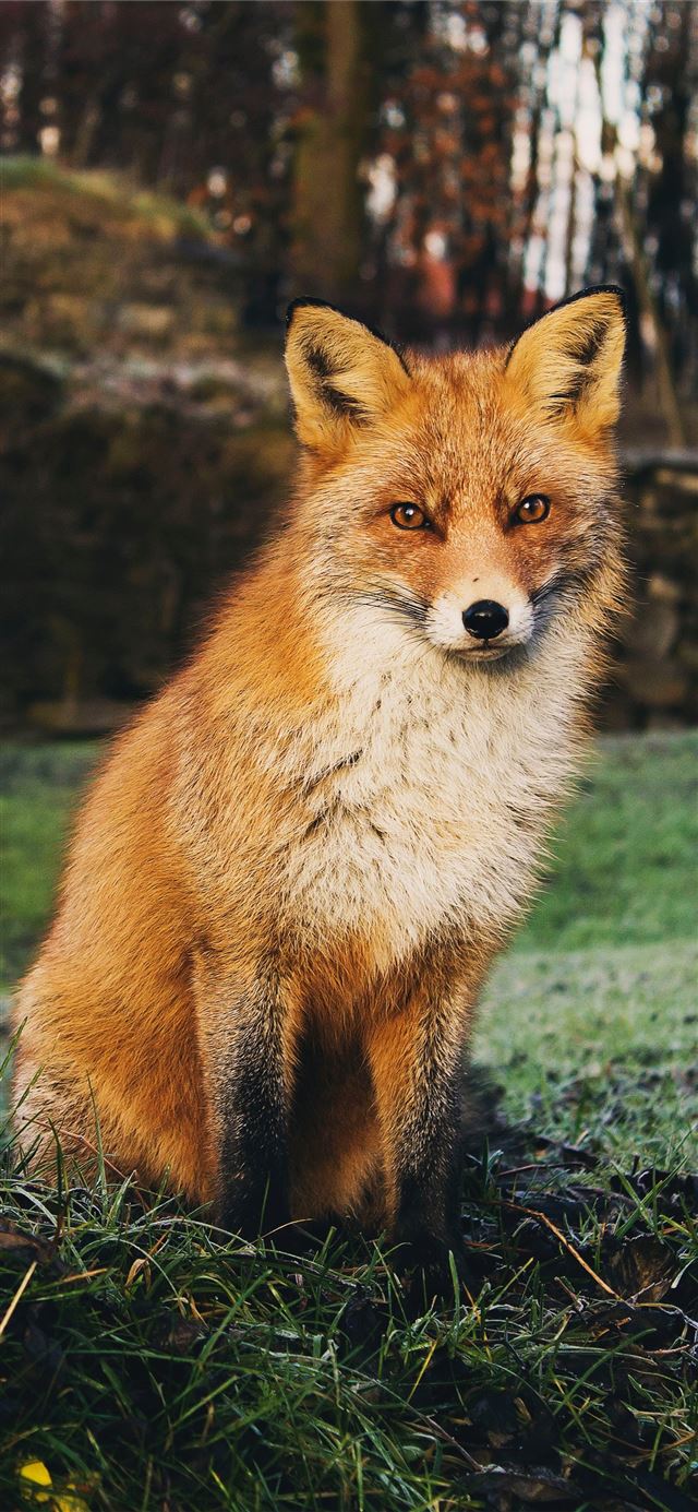 brown fox sitting on green grass field during dayt... iPhone 12 wallpaper 