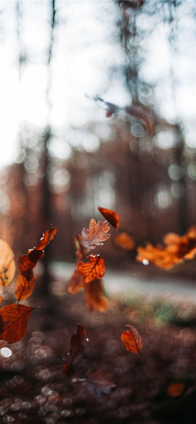 micro photography of leaves iPhone 12 wallpaper 