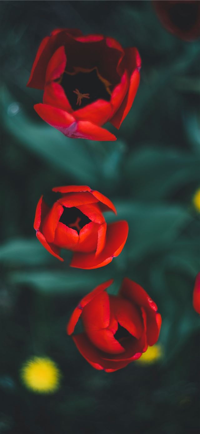 red roses in bloom iPhone 12 wallpaper 