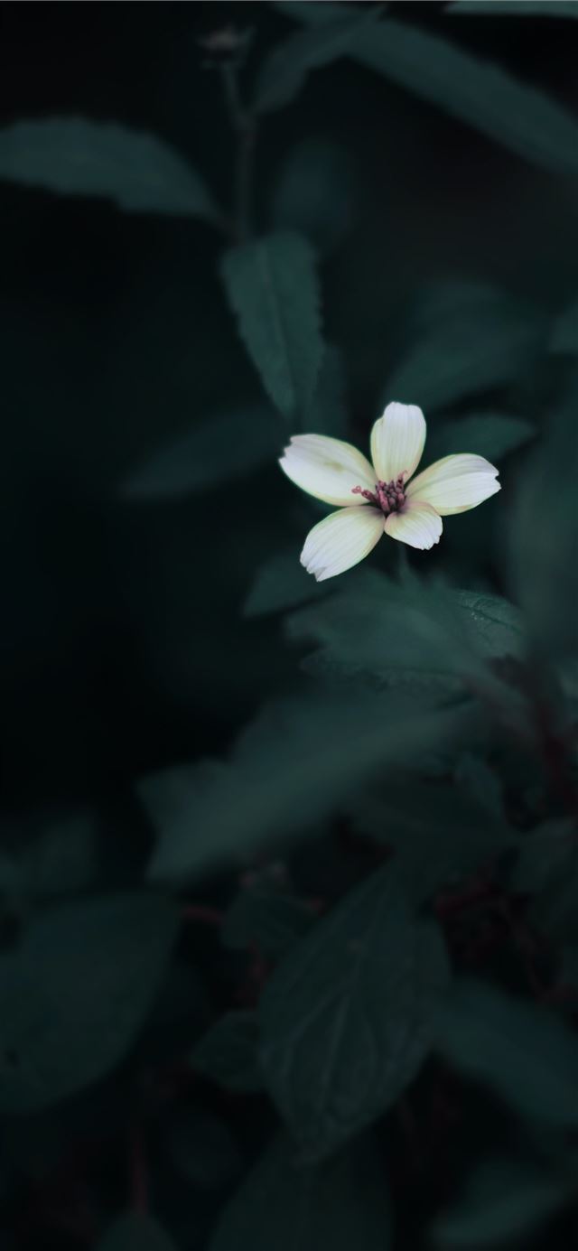 white 5 petaled flower in selective focus photogra... iPhone 12 wallpaper 