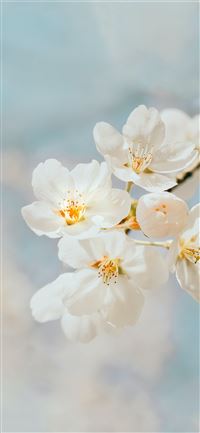 Best Flowers Iphone 12 Hd Wallpapers Ilikewallpaper