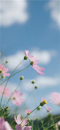focus photography of pink flower wallpaper