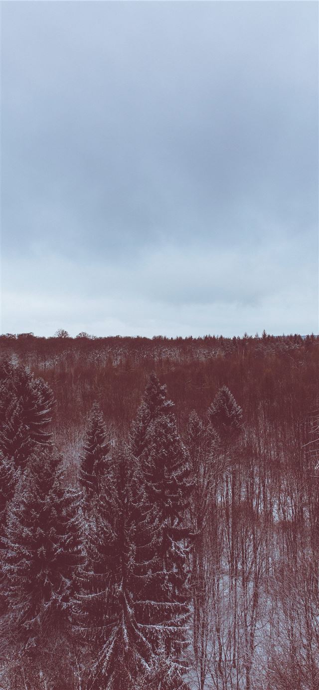 A red hued shot of an evergreen forest under snow iPhone 12 wallpaper 