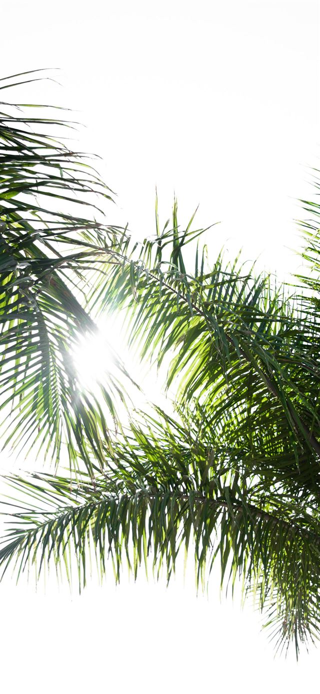 green palm tree iPhone 12 wallpaper 