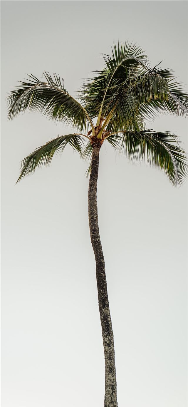 coconut tree during daytime iPhone 12 wallpaper 