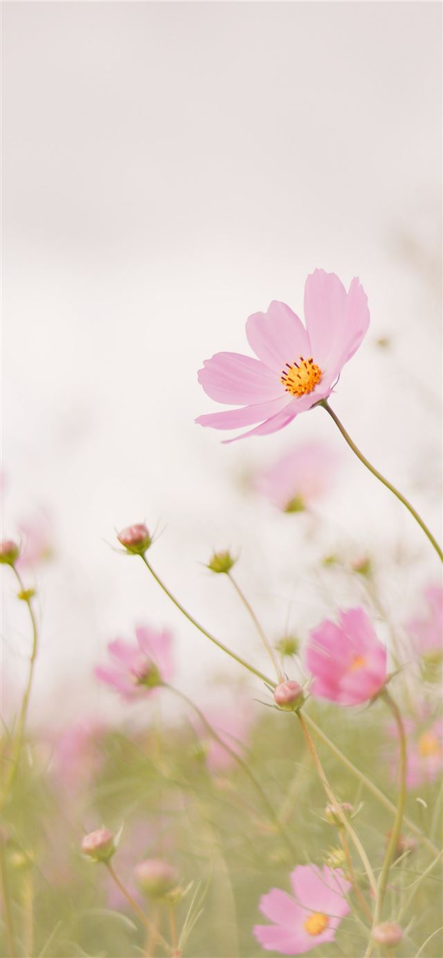 pink cosmos flower in bloom during daytime iPhone 12 wallpaper 