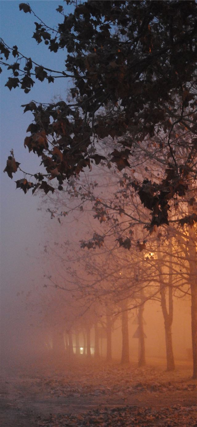 trees with fogs iPhone 12 wallpaper 