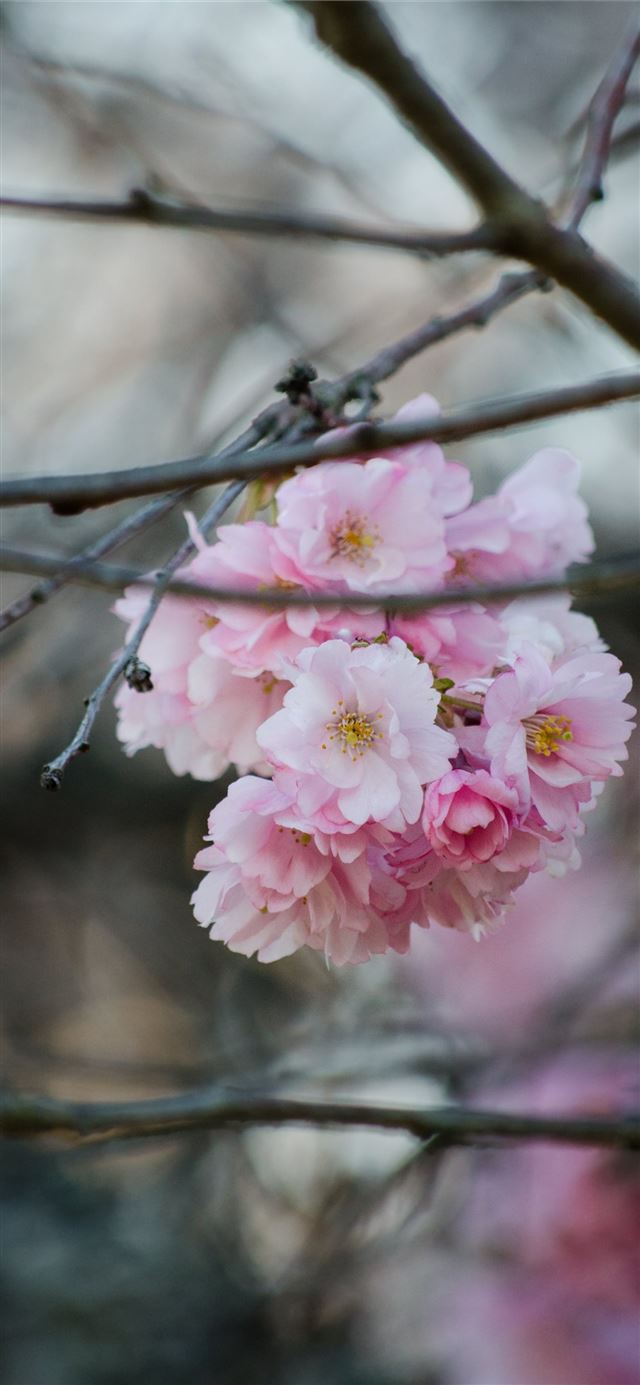 closeup photo of pink petaled flower iPhone 12 wallpaper 