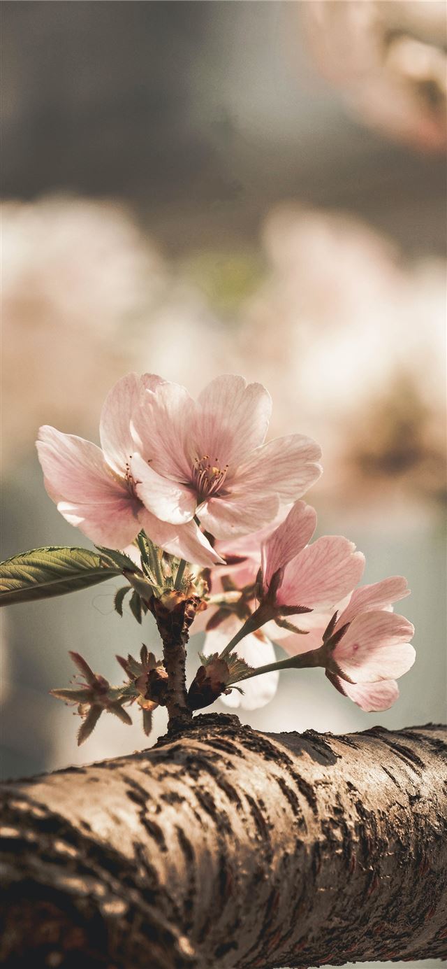 selective focus photography of blooming pink flowe... iPhone 12 wallpaper 