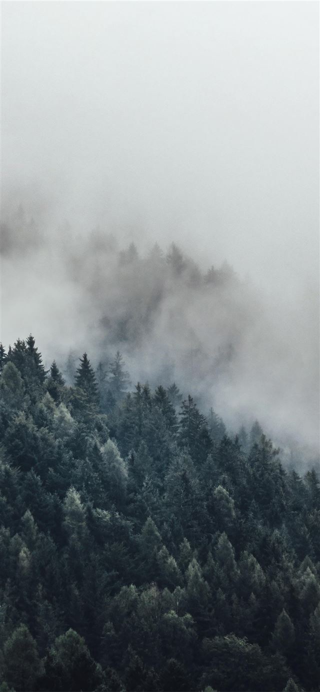 bird's eye photography of tall trees surrounded wi... iPhone 12 wallpaper 