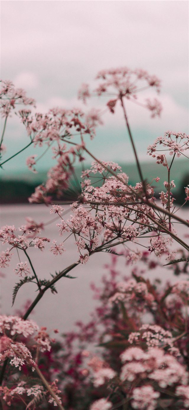 pink flowers during daytime iPhone 12 wallpaper 