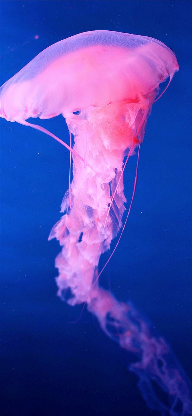 white jellyfish iPhone 12 wallpaper 