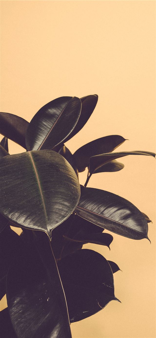 closeup photography of rubber plant iPhone 12 wallpaper 