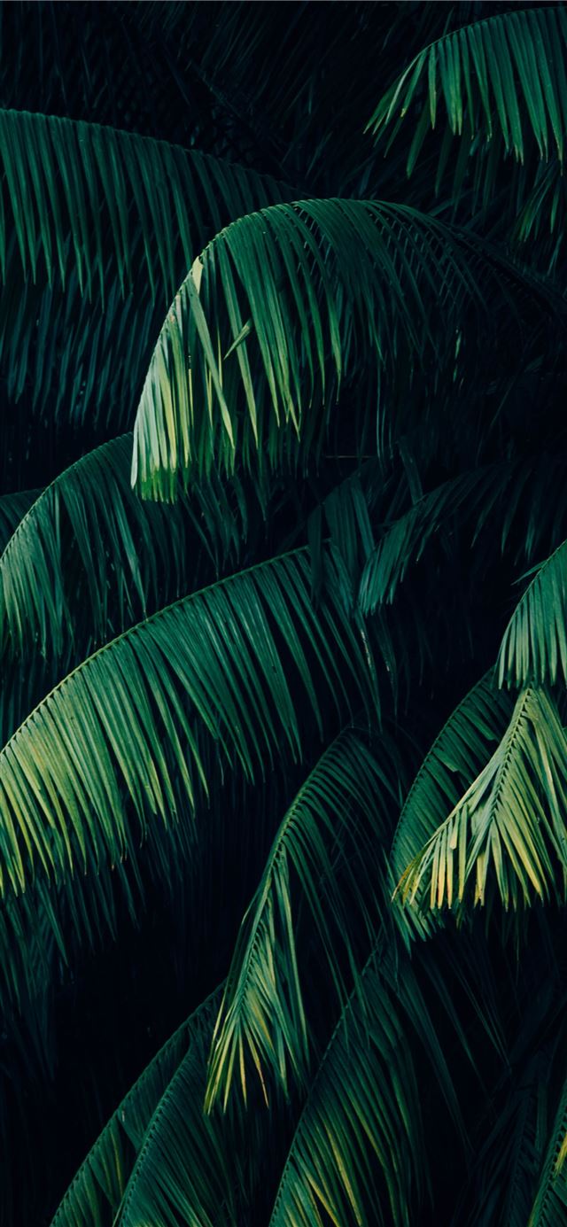 palm trees iPhone 12 wallpaper 