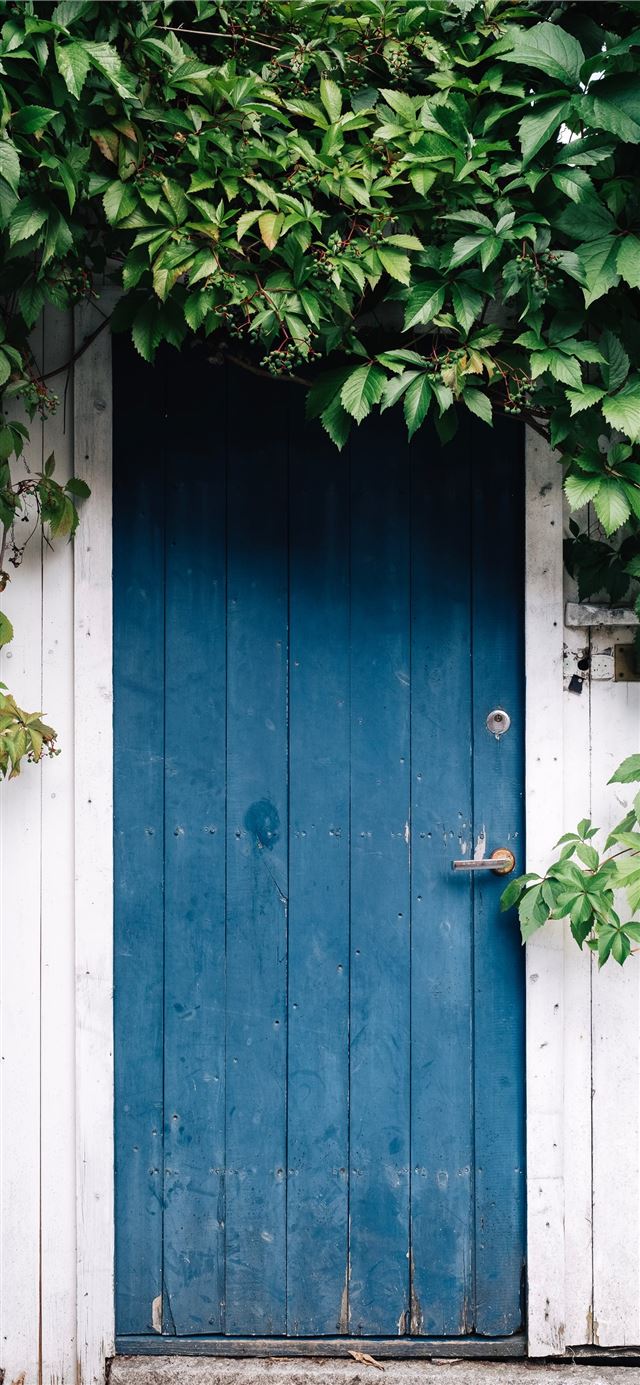 blue wooden door surrounded by green leaves at day... iPhone 12 wallpaper 